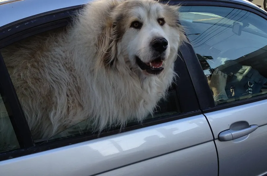 Chien regardant par la fenêtre d'une voiture